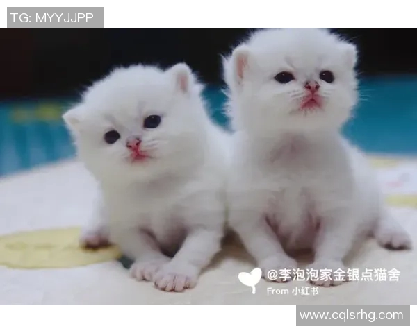 足球明星猫舍的可爱猫咪图片大全分享与球星互动瞬间合集